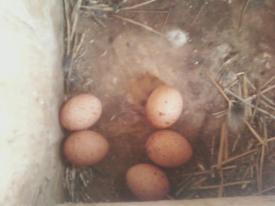 kestrel eggs