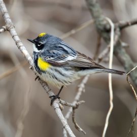 Yellow-rumped Warbler