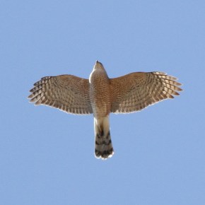 Cooper'shawk Kolbe
