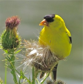 American Goldfinch on thistle Credit: Mitchell Nusbaum 