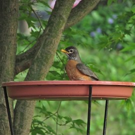Birds that don't usually visit feeders will come in for water. Here, an American Robin bathes in a pedestal birdbath. Credit: Donna Sponn 