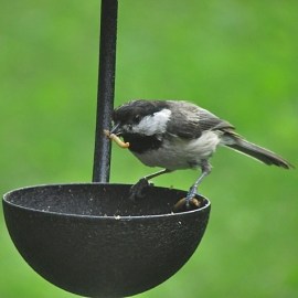 Many species, such as this Black-capped Chickadee, readily eat live mealworms and will feed them to their young. Credit: Donna Sponn 