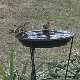 Common Redpolls getting a drink. Credit: Donna Sponn 