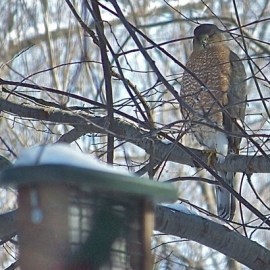 Accipiters like this Cooper's Hawk naturally prey on birds and frequently visit feeders. Credit: Donna Sponn 