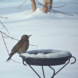 Heated birdbaths may freeze around the edges, but will keep some water unfrozen. Open water in winter is a major attractant to birds like this Northern Flicker. Credit: Donna Sponn 