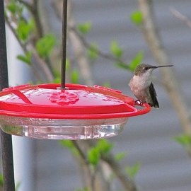 Saucer feeders with perches allow for good looks at Ruby-throated Hummingbirds (female), our only common species. Credit: Donna Sponn 