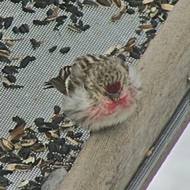 Sick birds, like this Common Redpoll, appear puffy and lethargic. Credit: Donna Sponn 