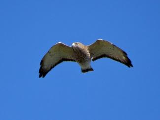 Broad-winged Hawk J Dort
