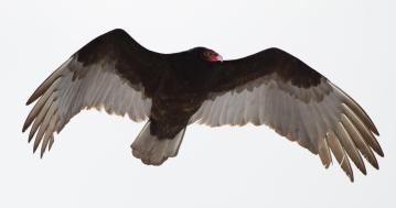 Turkey Vulture Kolbe