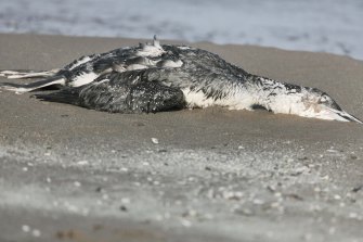 dead-common-loon-fairhaven-wr