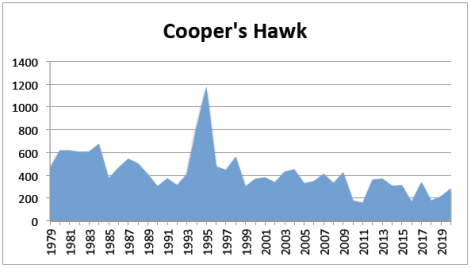 Cooper's Hawk