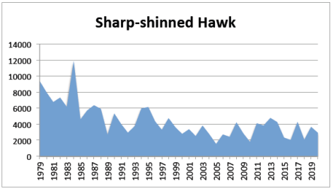 Sharp-shinned Hawk